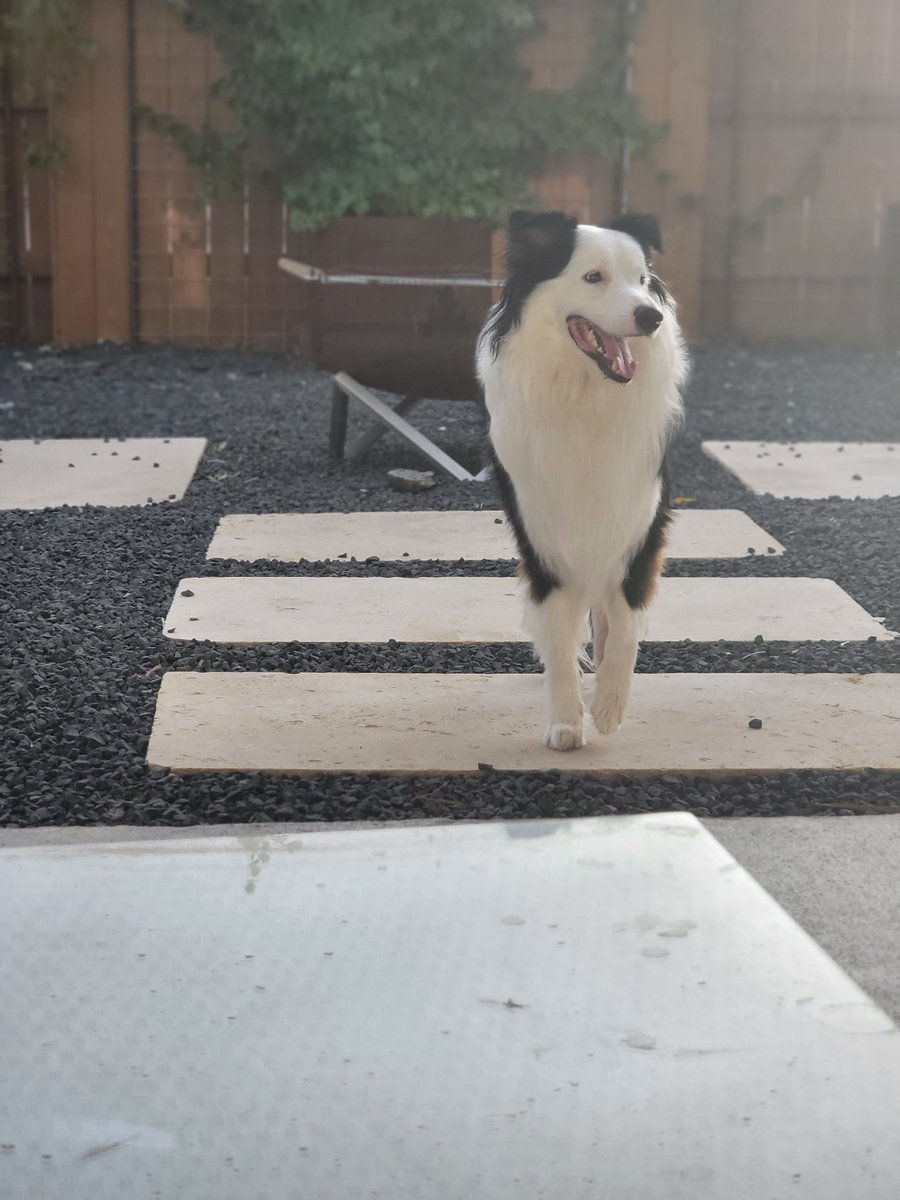 KatJagodzinski's tweet photo. Yesterday was my little dude's second birthday! Sadly I was traveling, but when I get home I'm going to do something special for him.
#australianshepherd #castlevania #Belmont #web3dog https://t.co/kOrges1Hiv