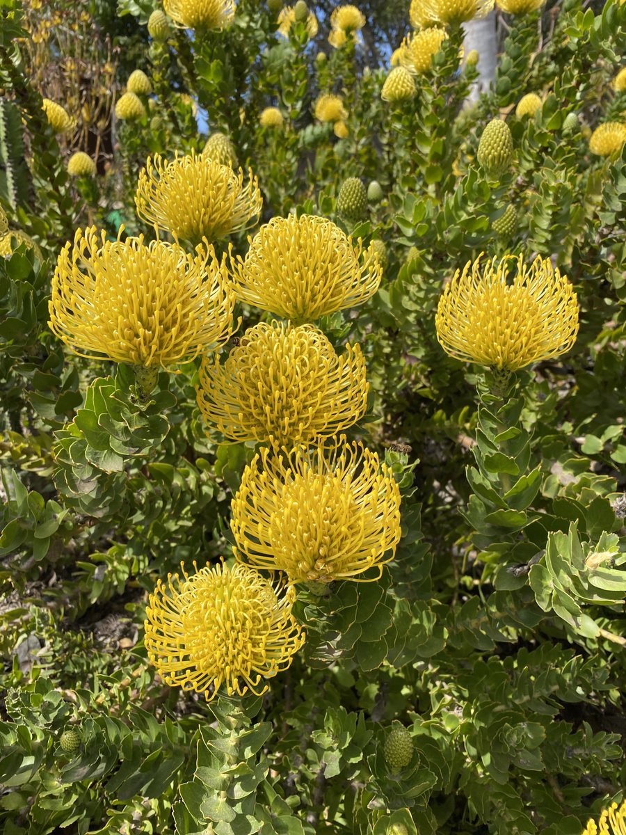 The pincushions (Leucospermum spp., Proteaceae) at the San Diego Zoo were AMAZING! The genus is native to southern Africa. #flowers #shrubs #plants #botany #nature #gardens #pincushion #flora #leucospermum #proteaceae #africa #california #sandiego #sandiegozoo