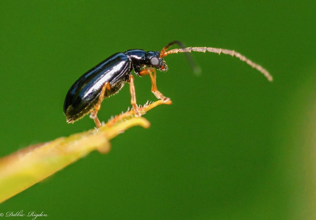 Little Leaf beetle around 3-4mm 
#leafbeetle #beetle #insects #nature #macro #Springwatch <a href="/BBCEarth/">BBC Earth</a> <a href="/BBCSpringwatch/">BBC Springwatch</a> <a href="/WildlifeMag/">BBC Wildlife</a>
