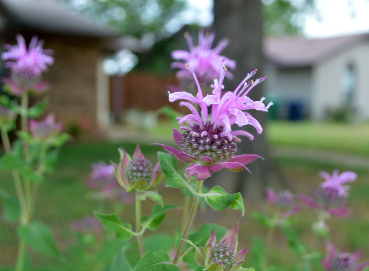 Experiential Gardener tweet media