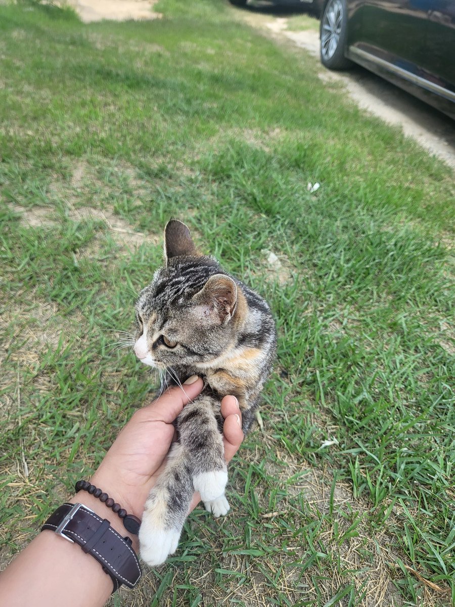 너란 냥이녀석 !! 이뻐 죽겠네