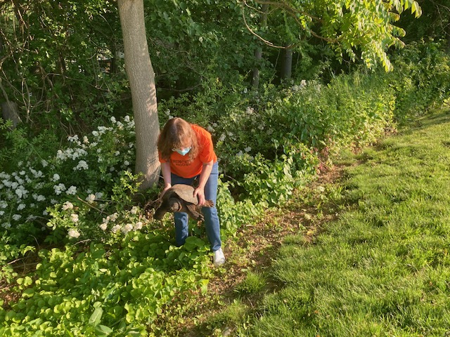 Ponus campus gets a visitor Friday morning!  Thank you, Mr. G and Ms. Lignelli, for bringing the snapping turtle to a safe place!