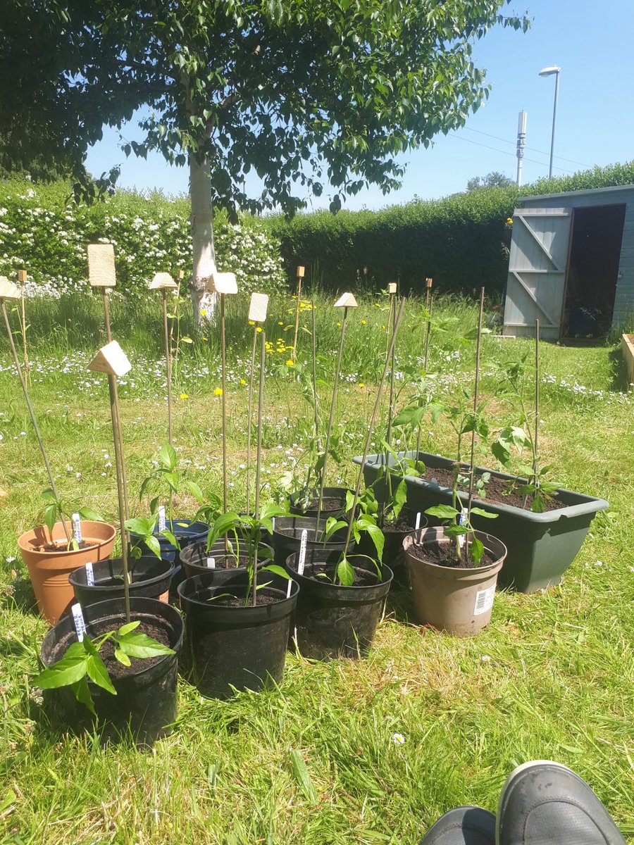 socorrocicuk's tweet photo. A huge thank you to Paul Morley, and all the gardening group at Transition2, for the kind donation of Tigerella tomato and Cayenne pepper plants.
Today we potted them up ready to go in the greenhouse.
#socorrocicuk #ThankYou #plants #horticulturaltherapy #thehedgerowgarden #Derby https://t.co/YjcqfqJLqS