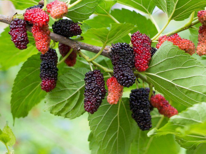 godebedcanyon's tweet photo. Come to Lori to experience the essence of Armenian mulberries, a true delight for your taste buds!  

#armenia #lori #debedcanyon #photography #mulberries #Լոռի #դեբեդիկիրճ https://t.co/FrikNuH4ry