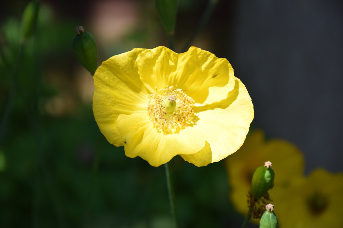 Good Afternoon to all.
A lovely sunny day with me decorating inside!

Here is something for #SundayYellow 
Hope you all enjoy your day.

@des_farrand @DavidMariposa1 @eastpengegarden @alisonbeach611 @ListerLaneCem 
#BeautifulFlowers #Yellow #Poppies #Yelo #ColoursOfNature #Nature