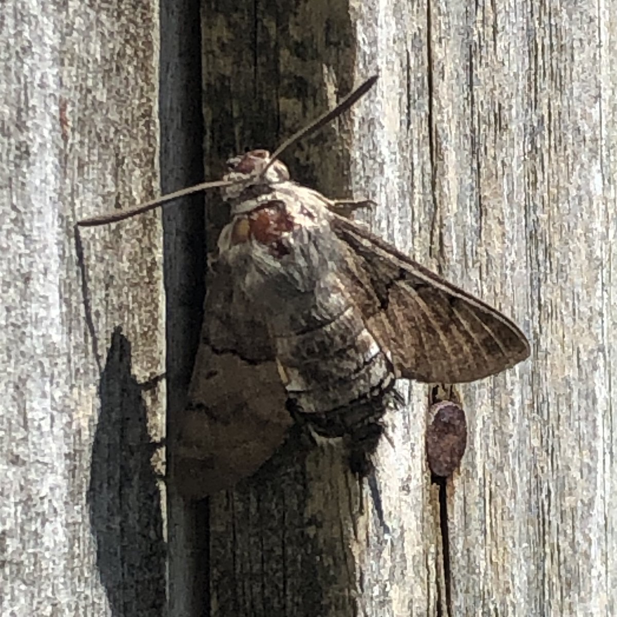Kiki (@wildgloweth) on Twitter photo Hummingbird hawk-moths have become fairly regular visitors to the garden recently, but this is the first time I’ve seen one at rest. Hope it’s OK - looks like it might have some damage on the thorax. <a href="/Cornwall_BC/">Cornwall Butterfly Conservation</a> <a href="/BritishMoths/">British Moths</a> #moths #cornwall Hummingbird hawk-moths have become fairly regular visitors to the garden recently, but this is the first time I’ve seen one at rest. Hope it’s OK - looks like it might have some damage on the thorax. <a href="/Cornwall_BC/">Cornwall Butterfly Conservation</a> <a href="/BritishMoths/">British Moths</a> #moths #cornwall