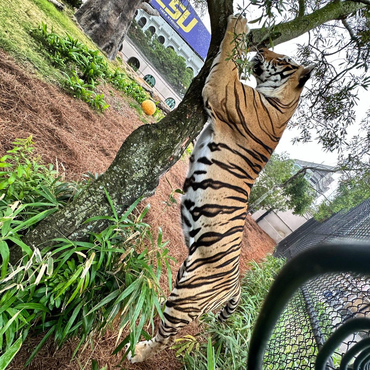 Gotta limber up for the @LSUbaseball game. Geaux Tigers! #RoadToOmaha