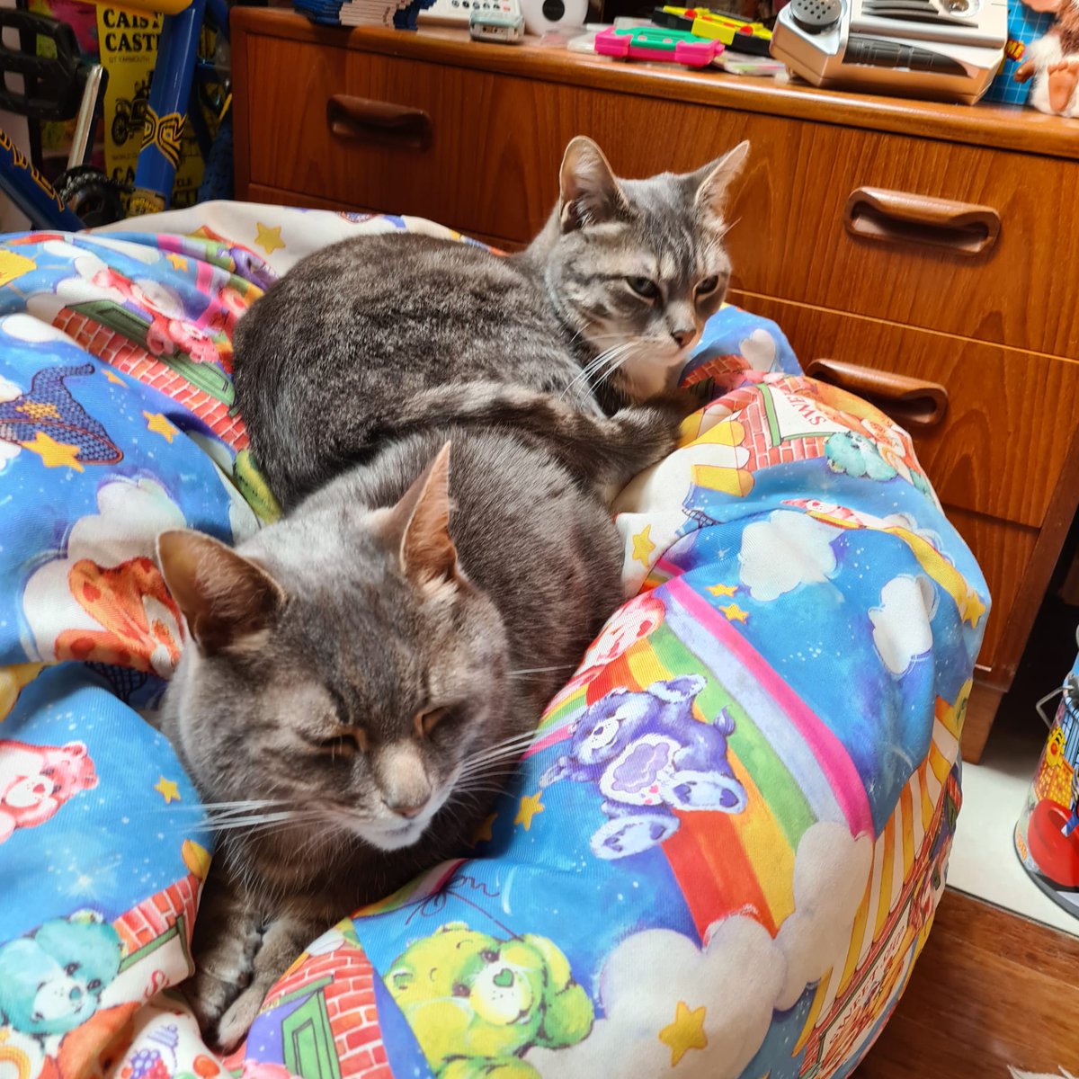 Can't have my own spot always someone else who has to just join me but its ok ill share the beanbag
#greatyarmouth #catcafe #80s #nostalgia #hiddengem #vintage #retro #ilovemyjob #bestplace #90s #50s #60s