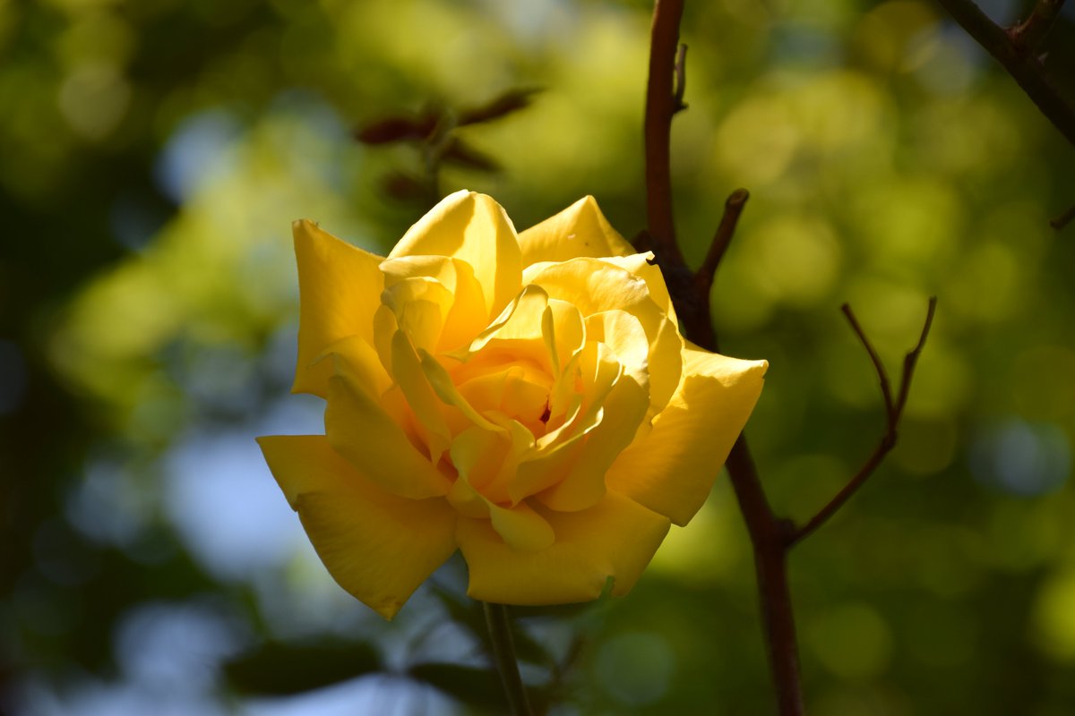 'True Love'

One more for #SundayYellow before I go back to to hanging wallpaper.
Peace and love to all.❤️🕊️❤️

@des_farrand @DavidMariposa1 @eastpengegarden @alisonbeach611 @ListerLaneCem
#BeautifulFlowers #Yellow #Roses #Yelo #ColoursOfNature #Nature