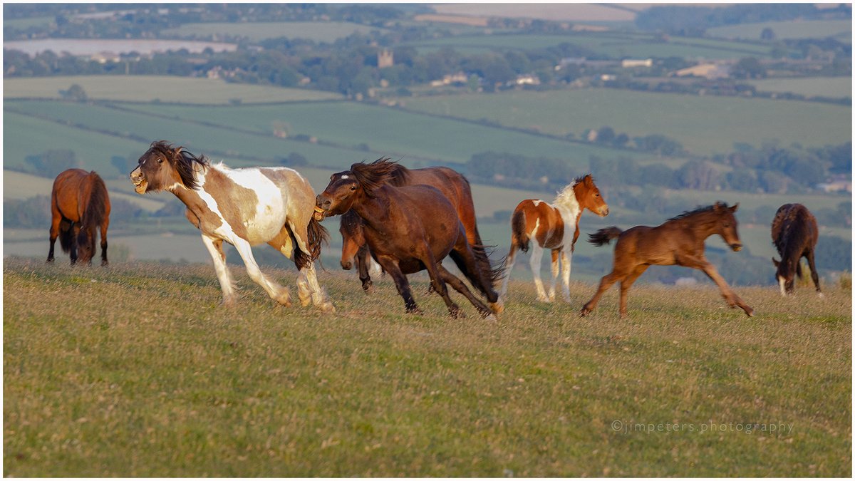 Horse play on Caradon Hill Bodmin  Moor