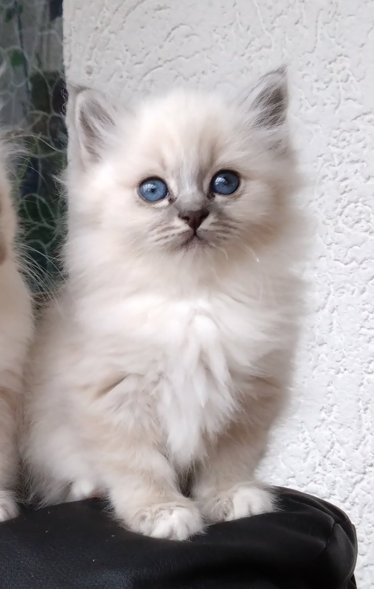 Nutellatier's tweet photo. @Kikis_Artworks Unsere kleine Matilda 🤍 https://t.co/fyOD2QbGuX
