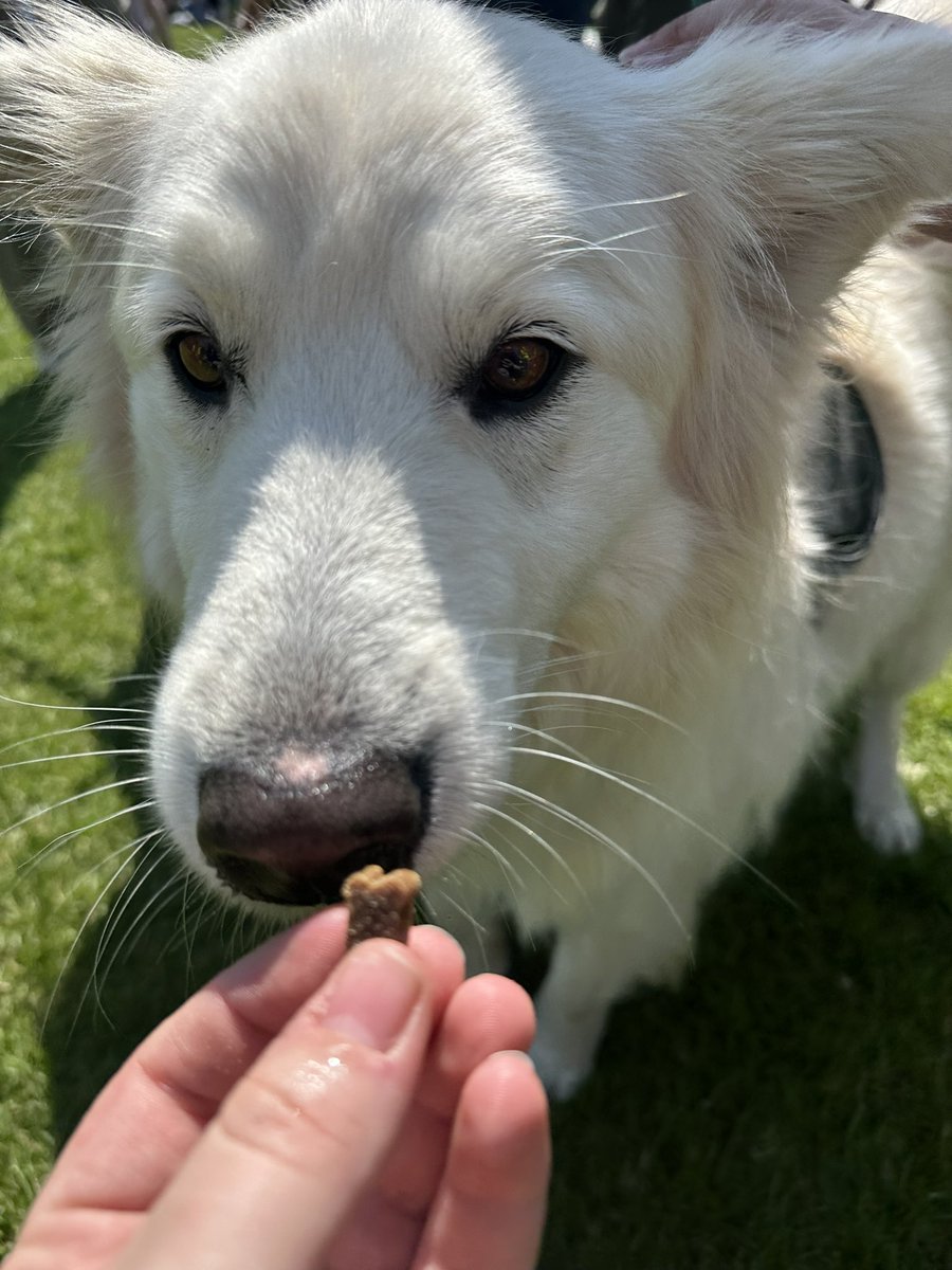 Some highlights from The Meadows Festival dog show that we judged and provided prizes for! 

Well done to all pooches that entered - you were all so gorgeous! 🫶🐶🥳🌈