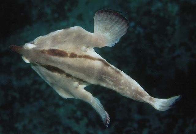 While considered a fish, the red lipped baitfish doesn’t really swim. They tend to walk around the sea floor of the Galapagos waters.