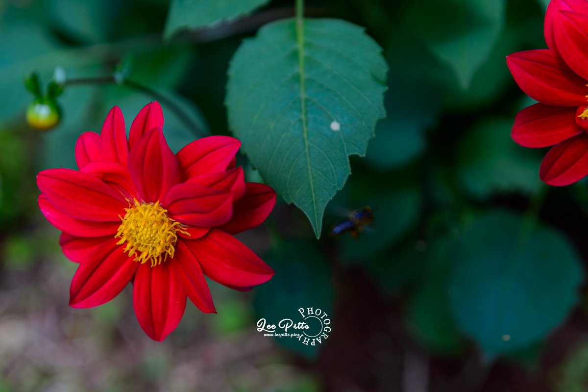 #flower #flowerslovers #natureshots #naturelover 😍😍😍😍😍 #naturephotography #naturetherapy #leepittsphotography #natureheals #natureadmirer #natureadventure