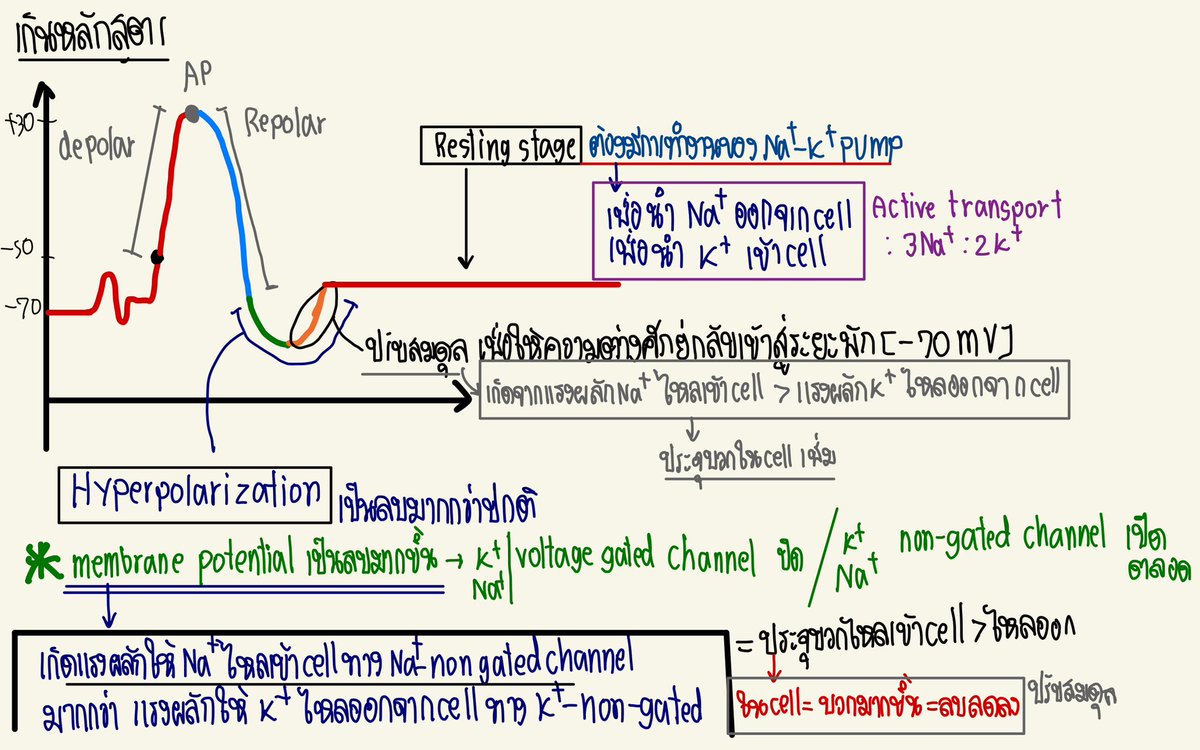 bioislike's tweet image. สรุป Action potential

สอนในคอร์ส ent67 ละเอียดสุดตั้งแต่เคยสอนเรื่องนี้มา

เอาไปทวนกันน้าา ปกติ Action potential + Synapse จะมาปีละข้อ