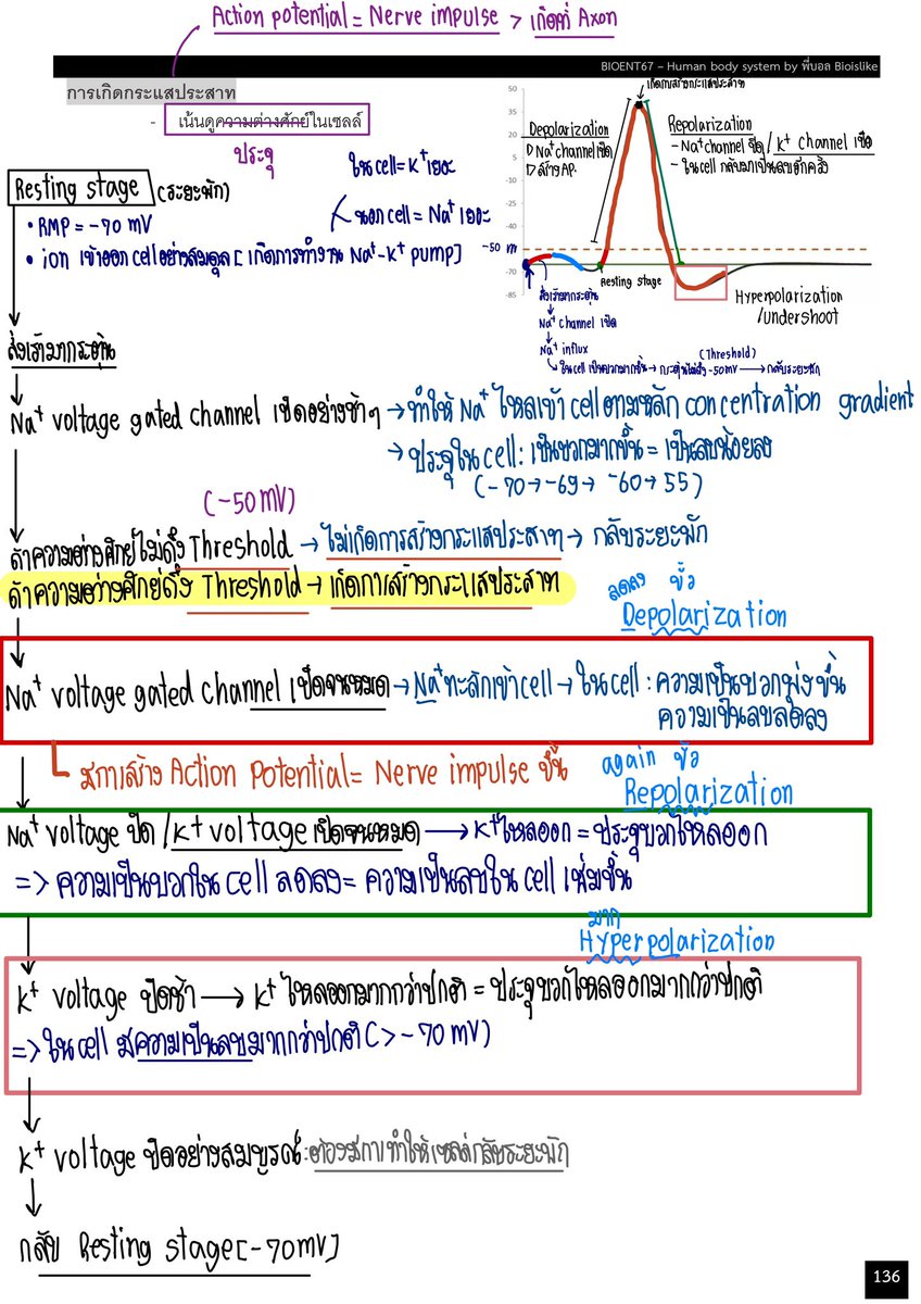 bioislike's tweet image. สรุป Action potential

สอนในคอร์ส ent67 ละเอียดสุดตั้งแต่เคยสอนเรื่องนี้มา

เอาไปทวนกันน้าา ปกติ Action potential + Synapse จะมาปีละข้อ