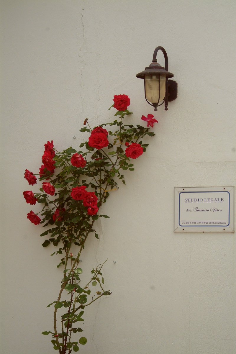 Le rose di San Pietro...😊!