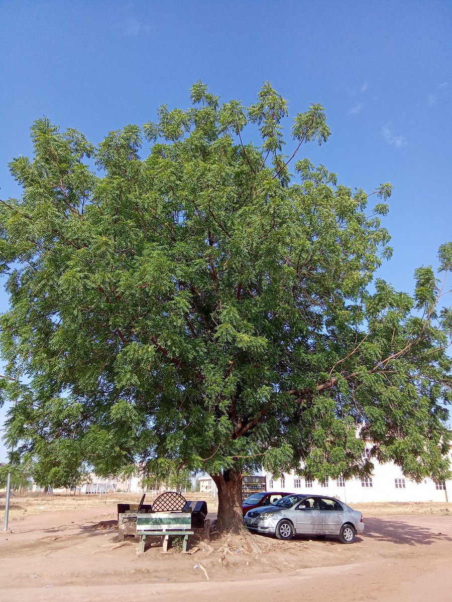 The importance of 🌲 can't be over emphasis. Both human & their vehicles requires shade to minimize heat intensity. The to undertaker the #onebilliontreesforafrica #EnvironmentDay #GreenWall is paramount & have to be now! @TabiJoda1 @Greenisamissio1 @1_billiontrees @worldgreendlp