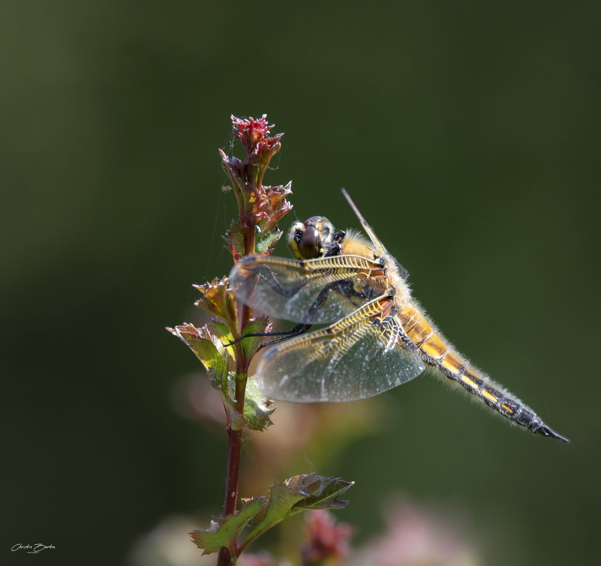 ChristieBphotos's tweet photo. Four spotted chaser
#fourspottedchaser #dragonfly #insects #nature #wildlife #wildlifephotography #naturephotography #britishwildlife #BBCWildlifePOTD @BBCSpringwatch @WildlifeMag @WildlifeTrusts @CanonUKandIE https://t.co/MgG0aaowLR