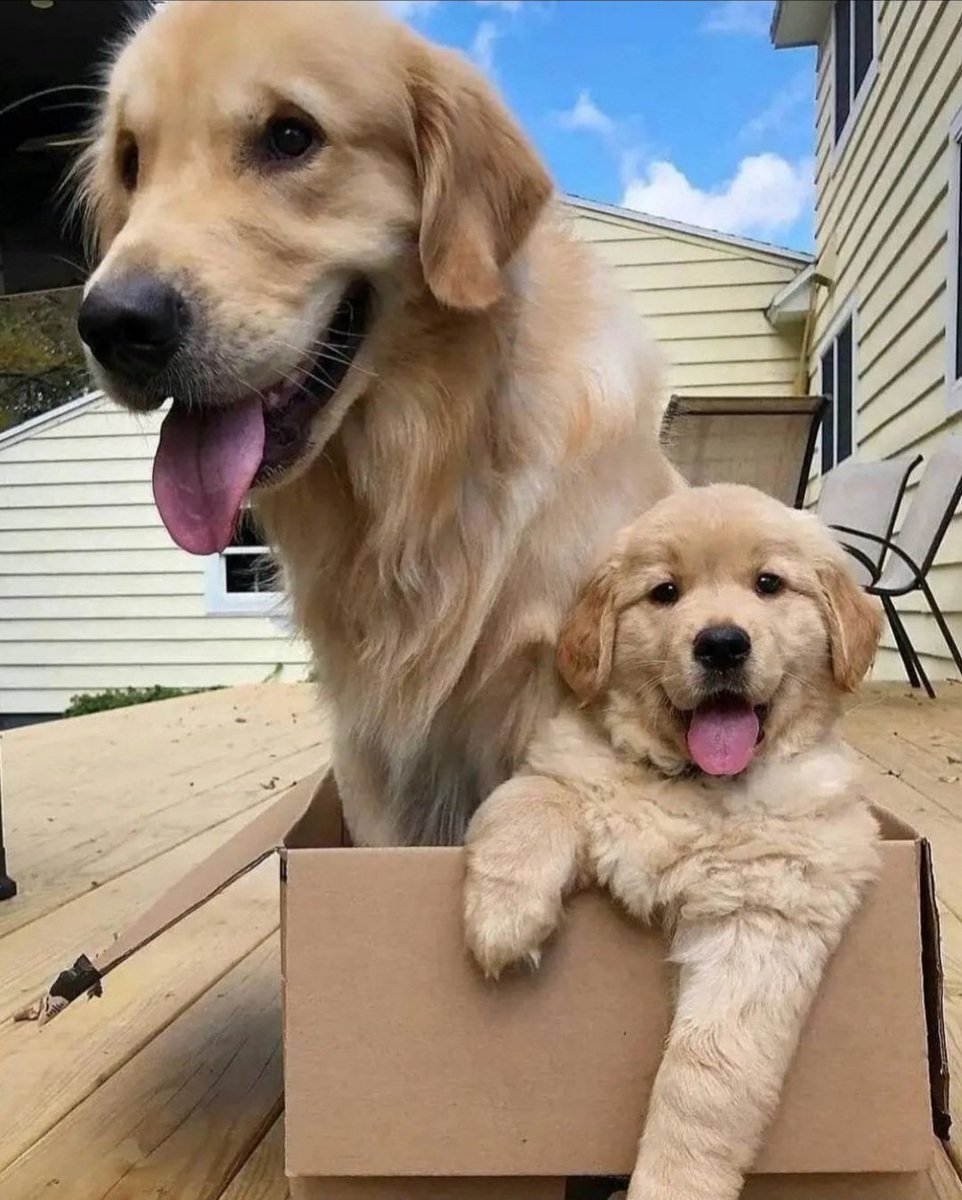 𝓓𝓸𝓰𝓰𝓸 𝓓𝓮𝓵𝓲𝓰𝓱𝓽 🐶 (@petpalsunite) on Twitter photo 