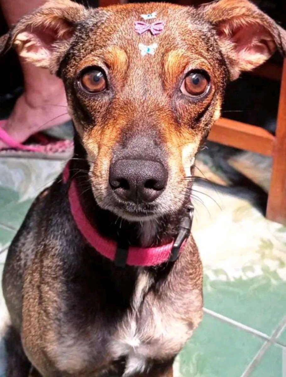 betalavareda's tweet photo. @itimaliasof minha linda Stella 💚 https://t.co/My57erVhS2