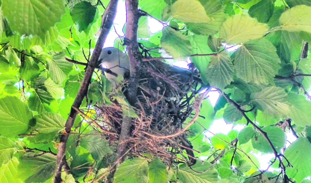 its_llew's tweet photo. When u finally get time to trim part of the tree u were meant 2do back in winter but u spent most of Feb &amp; start of March incapacitated or on holiday, &amp; sum1 has other ideas &amp; nests right where u want 2 trim.

It's an autumn job now 😁

#Nature #Bird #Nest #Nesting #NestingBird https://t.co/tOWgtDWpz6