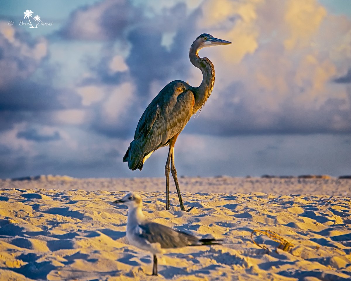 Orange Beach, Alabama - Gulf Coast #wildlifephotography #wildlife #waterfowl #beach #beachlife #orangebeach #gulfshores #gulfcoast #Alabama #vacation #Travel #seascape #gulfofmexico #Atlantic #south #USA   J604