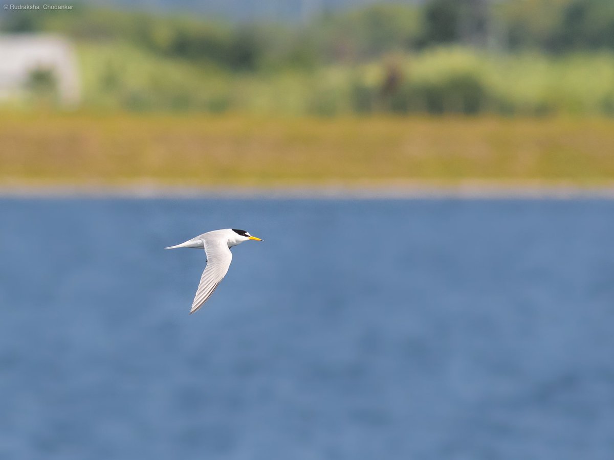 Chuffed to find this Little Tern at Staines Reservoir earlier today, also my 200th bird for UK 😇

@SurreyBirdNews @LondonBirdClub #londonbirds @Natures_Voice @SurreyWT @WildLondon #LowCarbonBirding @CanonUKandIE @ThePhotoHour