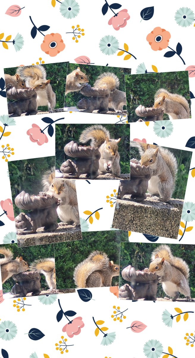 MansouryD's tweet photo. Wiwerod yn bwydo yn yr ardd ๐ฟ๏ธ๐ฟ๐Squirrels feeding in the garden #natur #nature #wiwer #squirrel https://t.co/cDwlIZTBpA