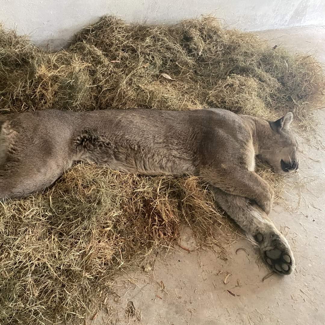 🚨🐅 El pasado 18 de mayo, alrededor de las 4:30 a.m., el SERFOR en Tacna recibió una alerta policial sobre la presencia de un felino en una fábrica de aceitunas en el distrito Gregorio Albarracín Lanchipa. Se trataba de un puma andino macho adulto de 45 kilos.