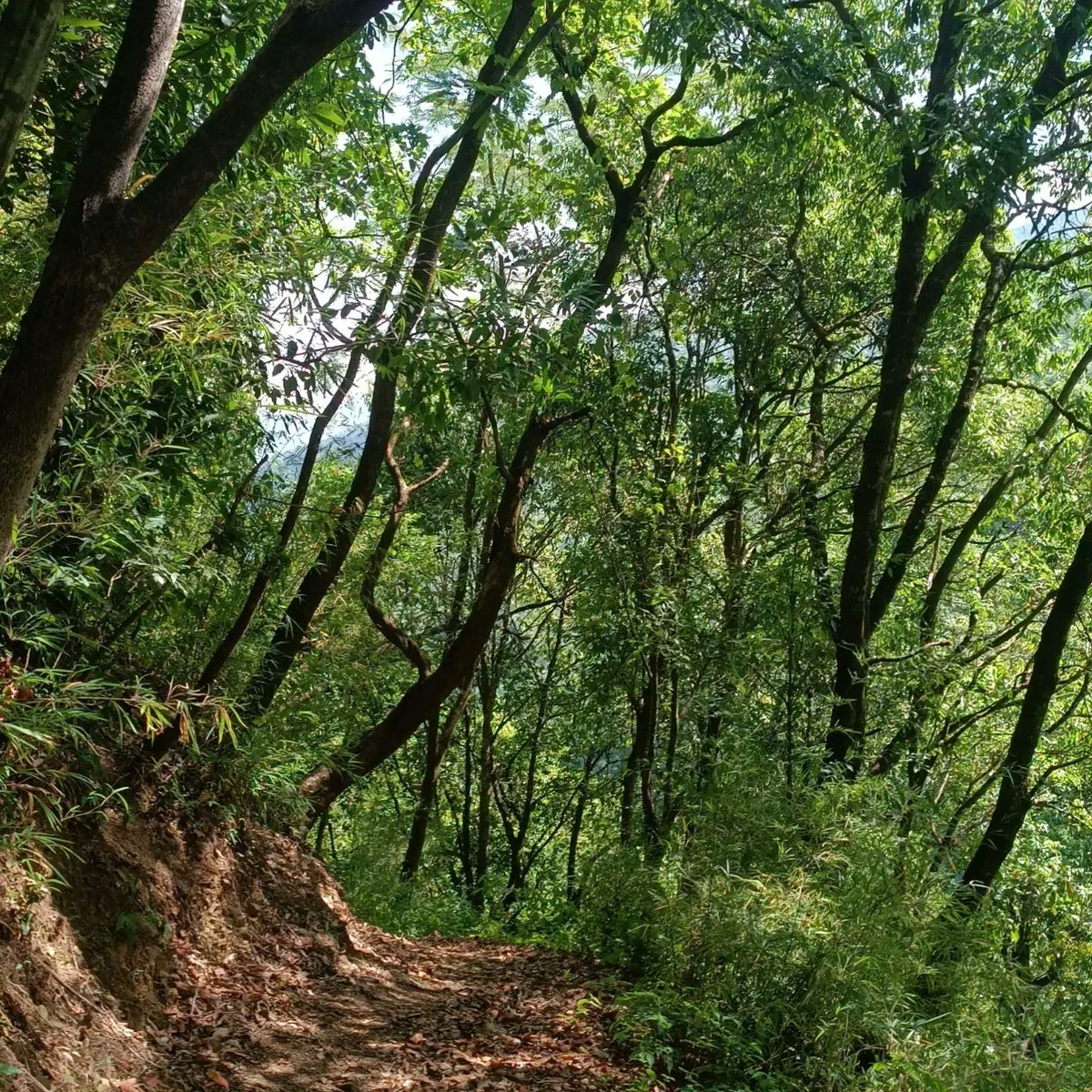 MaryadaNeupane's tweet photo. Into the Naturee❤️ https://t.co/UVpJPZFfwH