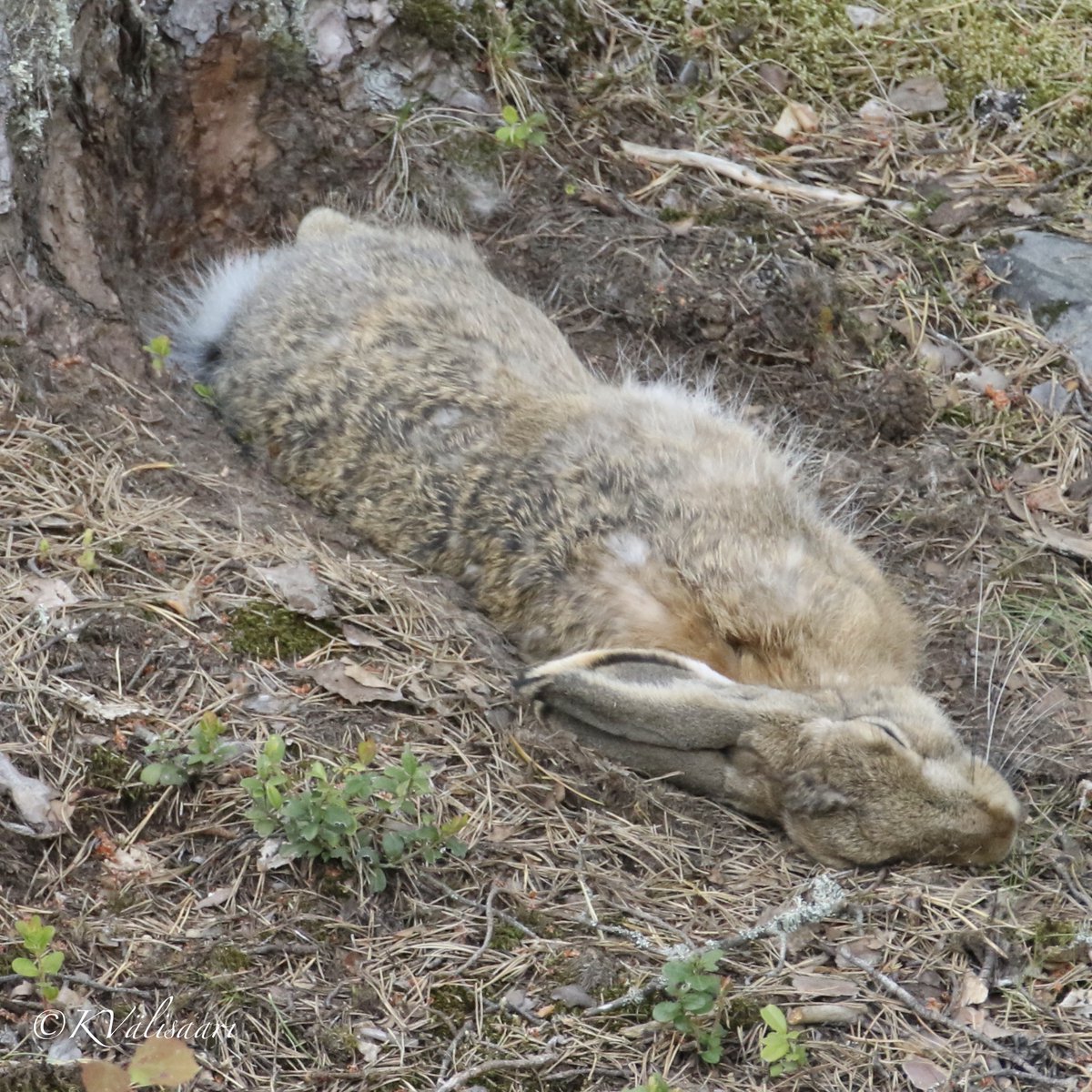 Meidän pihametsän jänö, harvemmin näkee pitkällään🐇#jänis #rabbit #rusakko #brownhare #luonto #nature #suomenluonto #finnishnature #luontokuvat #naturepictures #valokuvaus #photography #luontovalokuvaus #naturephotography #suomi #finland #canon7dmk2 #canonkesä  #canonnordic