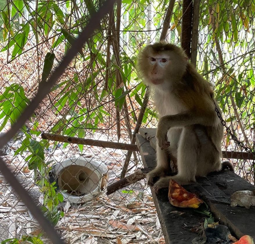 IAPWA's tweet photo. URGENT APPEAL: Remember Wassana, the macaque who lived 10 years of her life as a ‘pet’, chained in captivity? 🐒 The lonely confines of her rubbish-filled cage were all she knew, where she paced back and forth day by day on a single plank of wood and pulled out patches of fur due to extreme stress💔

A decade of illegal ownership and psychological torture has taken a toll on Wassana—mentally and physically. 

Will you help this poor girl’s rehabilitation costs so she can be on her way to learning how to be a macaque for the first time in her life? 🙏

Please donate if you can: https://t.co/YPA32sHlEe 💚