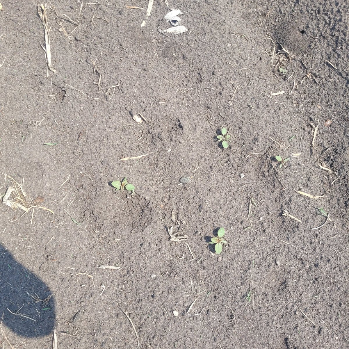 Uncle says MOAR tillage!  Weeds are showing up