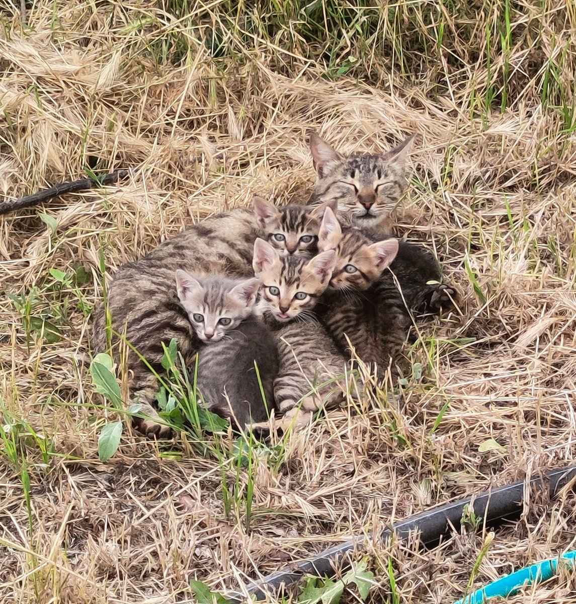 p_1's tweet photo. Proud mama cat and her kittys!!!  #CatholicTwitter #cat_lovers https://t.co/zCXs7AUNGC