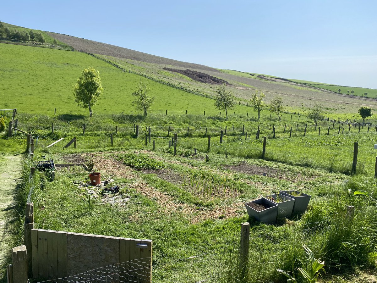 A little before and after on the veggie plot.