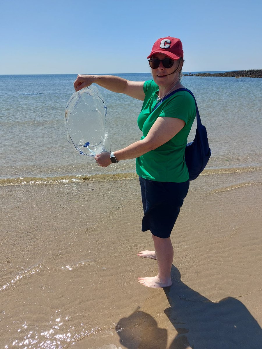 Sigh, another helium balloon found, this time washed up on a beach in Anglesey.
Now imagine you are a sea turtle and you spot this. Yum! Lunch! It looks like a jellyfish, it acts like a jellyfish 😓
Ban helium balloon releases now 😡
#womblepower #LitterHeroes @KeepBritainTidy