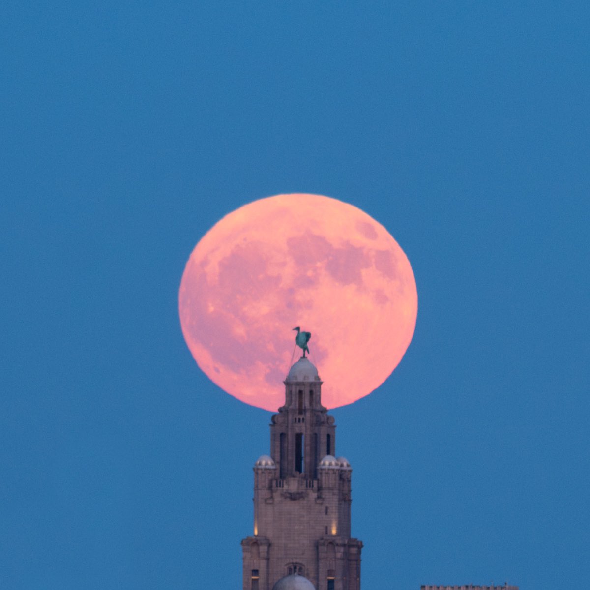 Stephencheatley's tweet photo. Watch my video on last nights epic #StrawberryMoon rising last night over Liverpool https://t.co/FYWTjUFAv7 https://t.co/lo5bcEC37z