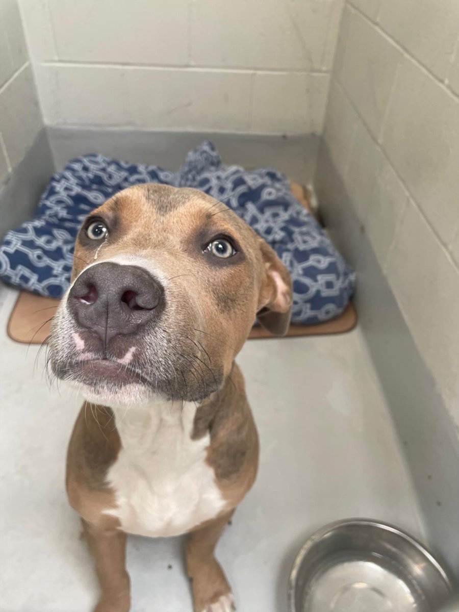 PetfindToronto's tweet photo. #ELLESMERE RD #ROLARK DR Pls RT2unite #FOUND #DOG- 02-Jun-23 #Toronto Animal Services A950013 #NORTH 416-338-8723 WHITE #AMERBULLDOG ?Age https://t.co/UeAFKkivkf