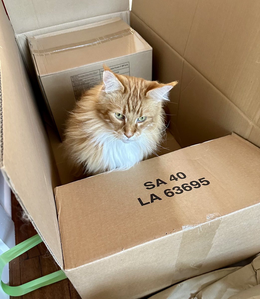 I had my doubts but this Gizmo statue we ordered has turned out really well 😹😹🦁🦁 #CatBoxSunday #teamfloof #CatsOfTwitter