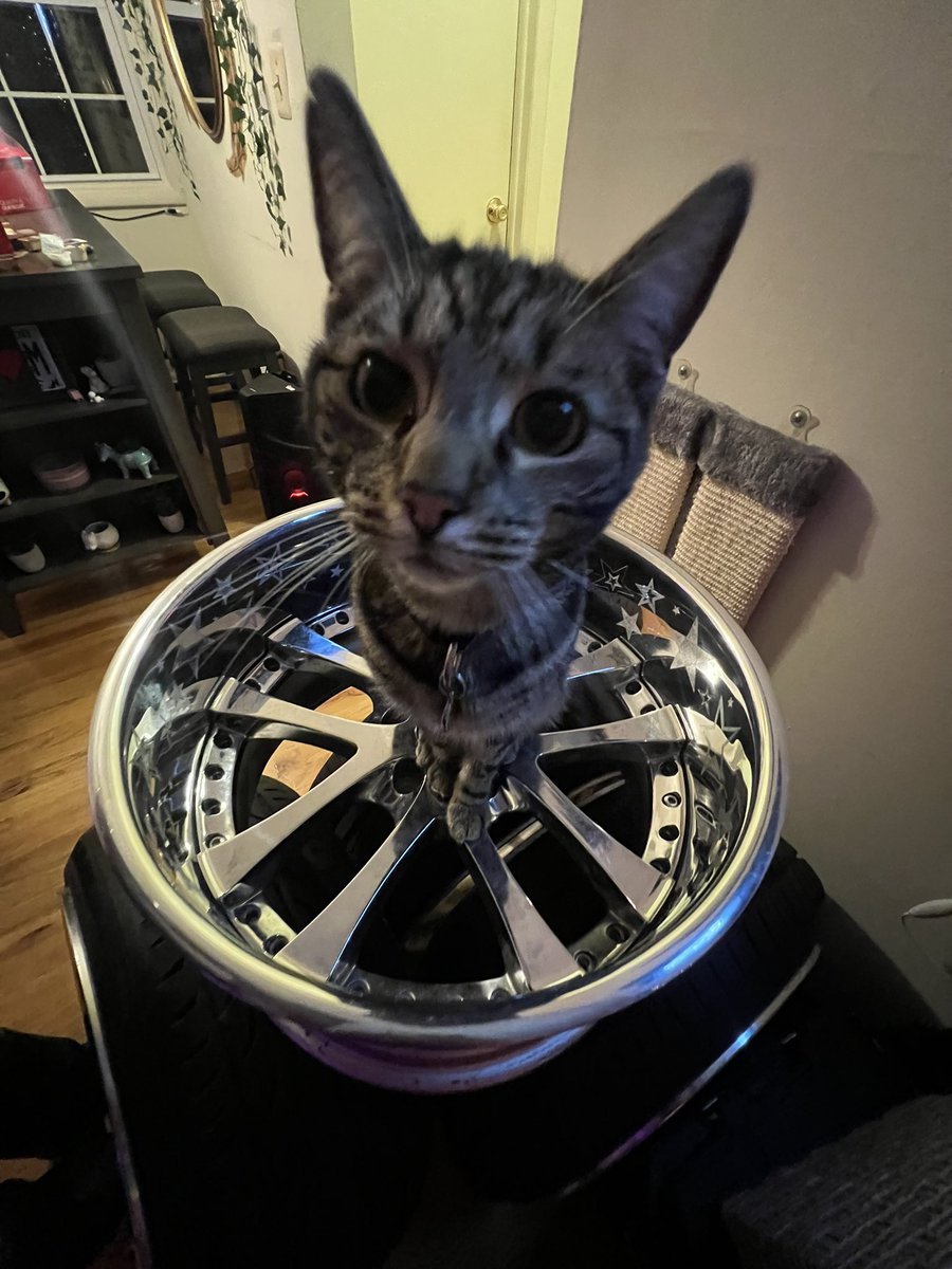 notzergio's tweet image. MEOW