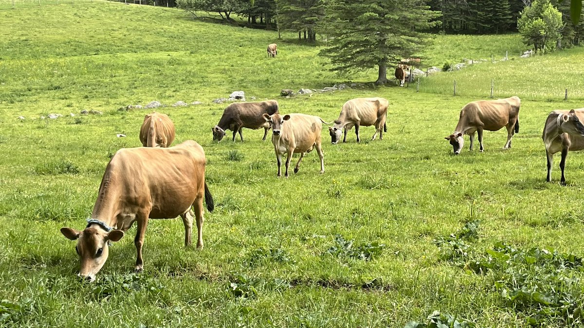 anson_ag's tweet photo. Celebrating our dairy farmers and all their wonderful products. VIDEO: https://t.co/ZrFF4XaZ6Y June is Dairy Month. #milk #icecream #dairy #butter #cheese #creemees #cows #sheep #goats #Juneisdairymonth https://t.co/qFqdPRsODo