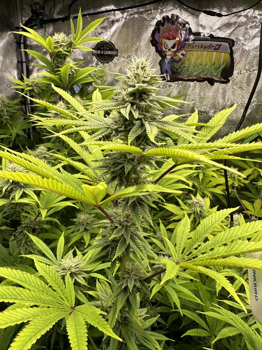 710EastCoast's tweet photo. Week 4 of flower.
#animalgelato #quebeccannabisseed
#cherrycookies
#eastcoastgrowtents
#marshydro #budtrainer
#marshydrogrowtent
#marshydrofce3000
#marshydroinlinefan
#adonislivingsoil
#autopot #dynomyco #fishshit #seaboost
#opitmizeorganics https://t.co/t6NJ6vrfcp