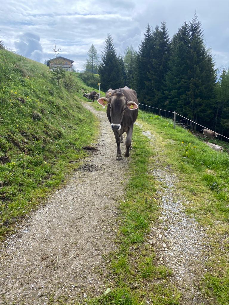 What an amazing first full day in Austria! Beautiful scenery, chased by cows, 1000m decent and 12km walked! Tired legs but ready to plan tomorrow's adventures!
5 full days left! What and where to go next? #mayrhofen #austria #penkenbahn #finkenberg