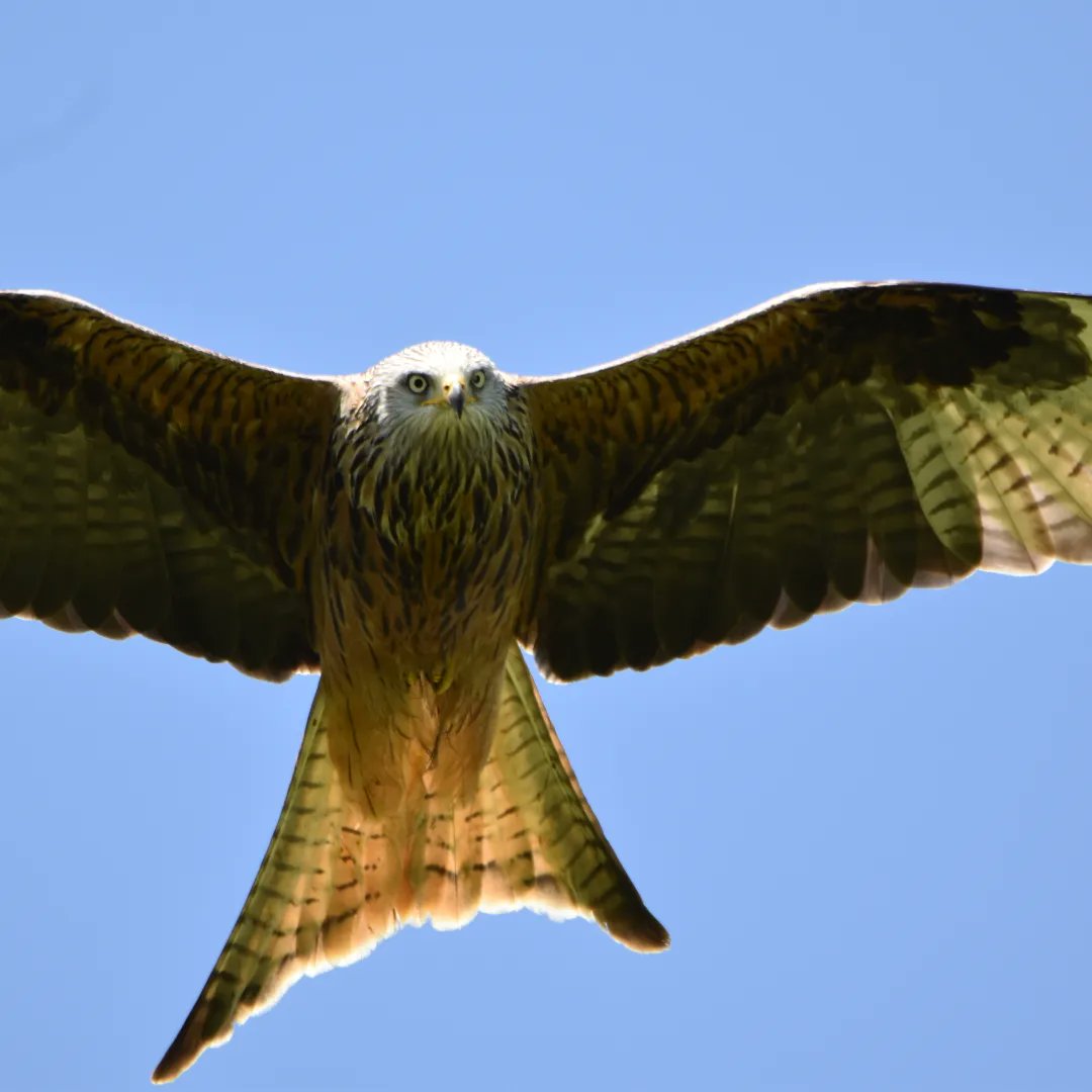 On Friday I visited redkiteswales.co.uk it was amazing.
#redkites #SpringWatch
