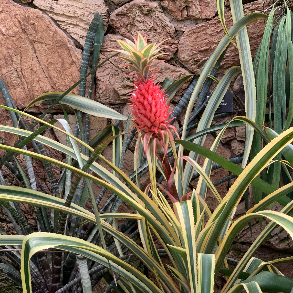 LPConservancy's tweet photo. Between the Gala for Lincoln Park (Tix at https://t.co/5HO6dl7lC2), Food Tours and Wildflower Walks (Tix at https://t.co/oXvKrzg2lt), you'll never be bored, and you have lots of options for unique dates, gifting friends or entertaining out-of-town visitors! #LP4Me https://t.co/7W6EjYxisw