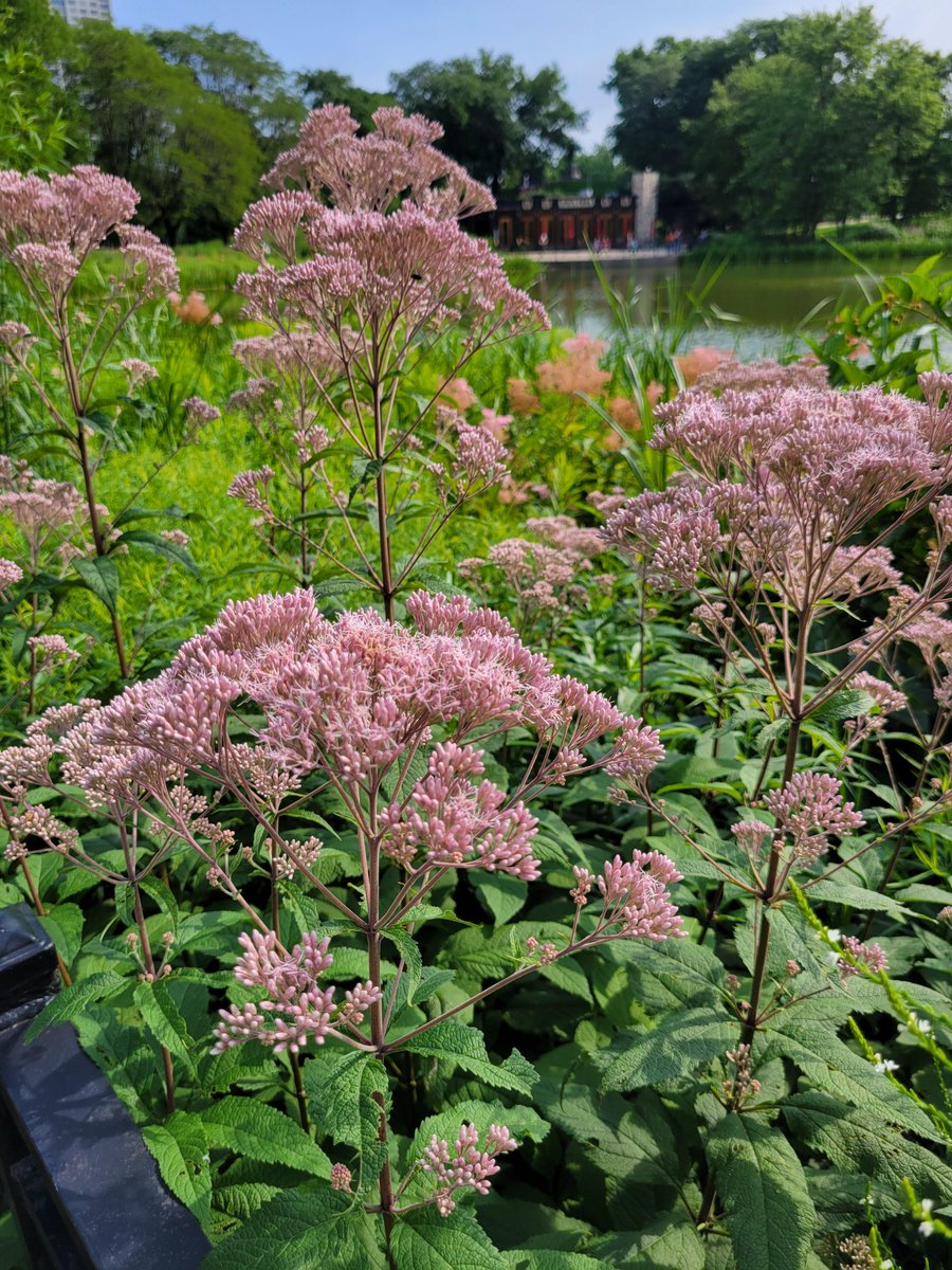 LPConservancy's tweet photo. Between the Gala for Lincoln Park (Tix at https://t.co/5HO6dl7lC2), Food Tours and Wildflower Walks (Tix at https://t.co/oXvKrzg2lt), you'll never be bored, and you have lots of options for unique dates, gifting friends or entertaining out-of-town visitors! #LP4Me https://t.co/7W6EjYxisw