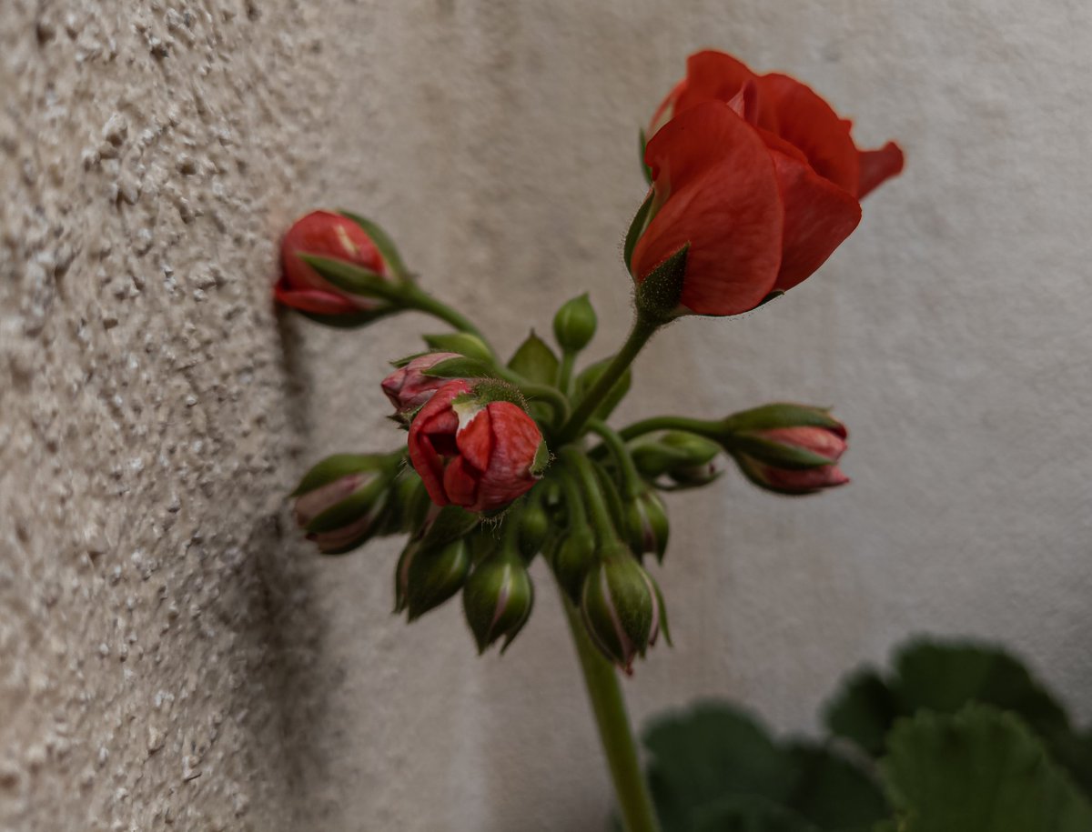 fabrizio_degni's tweet image. Do you remember the Nokia 9 Pureview? I took some shots today in RAW and developed these shots directly from the mobile (RAW). A video soon 😉

#nokia #nokia9pureview @HMDGlobal #NokiaMobile #RAW #Flowers #nature