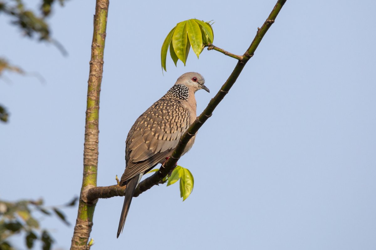 @sykesjeff Spotted Dove, Ranthambore, India