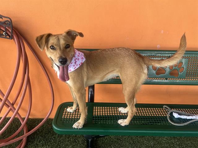nasrene41's tweet photo. 6/4 #LUNA is still alive! Desperate for a #FOSTER before @AdoptMiamiPets decides to kill her! Please #SHARE #PLEDGE #RESCUE #SaveLUNA #MDAS @kionnemcghee @MayorDaniella @SupportPets @RealPaulMueller
https://t.co/dJjJORe69o https://t.co/g1QBDj57uG